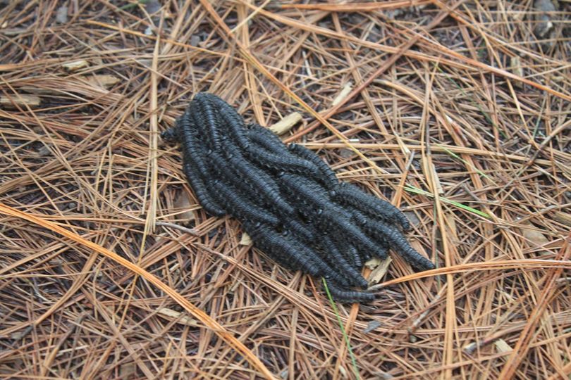 Alerta por la aparición del gusano negro en Tucumán Suena A Campo