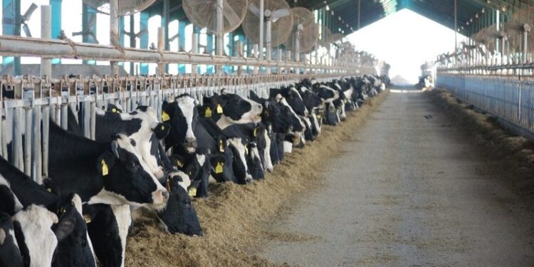 El costo de alimentación de las vacas lecheras es el más alto en los últimos 12 años