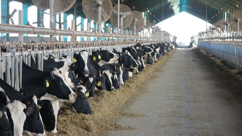 El costo de alimentación de las vacas lecheras es el más alto en los últimos 12 años