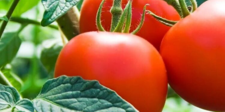 Tecnología: Desarrollaron un tomate que “elimina” el colesterol malo