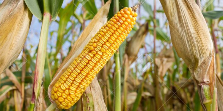 Campaña gruesa 2021: La Niña complicó los maizales de la zona, pero las últimas lluvias les trajeron un alivio