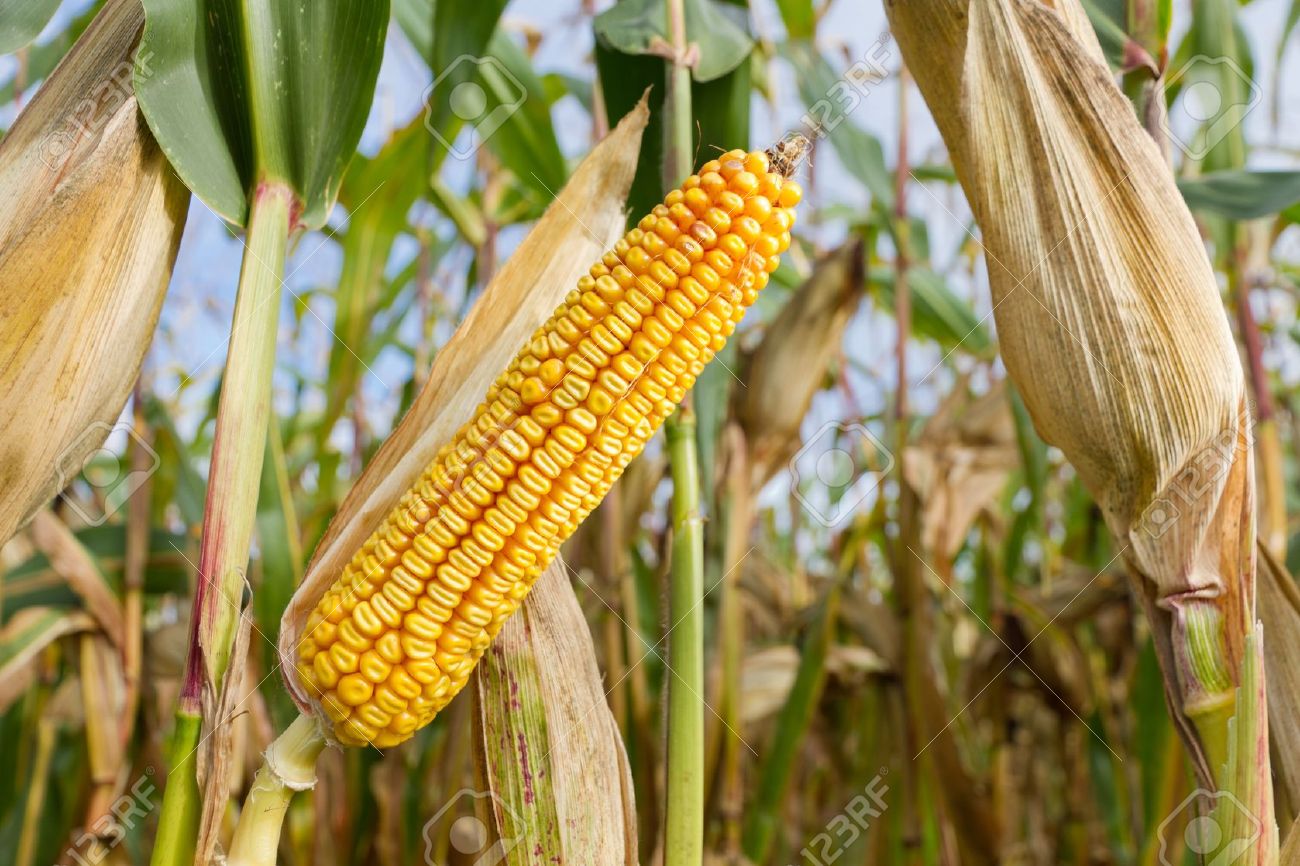 Campaña gruesa 2021: La Niña complicó los maizales de la zona, pero las últimas lluvias les trajeron un alivio