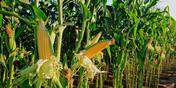 El área de cultivo de maíz finalizó en 1,52 millones de hectáreas.