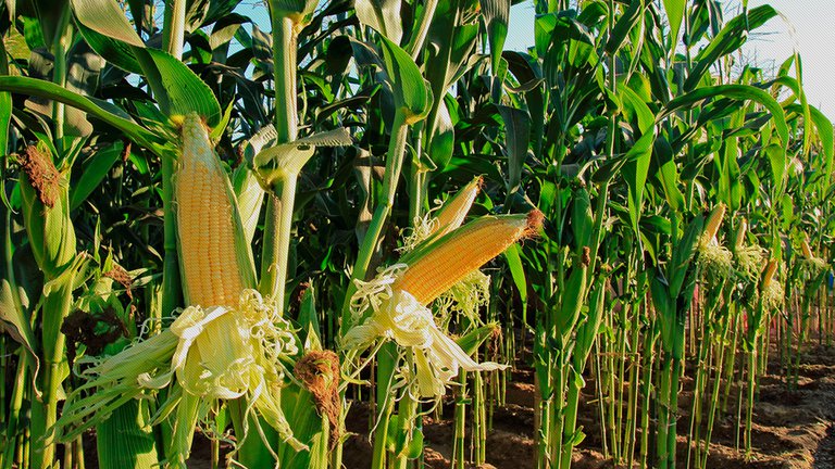 El área de cultivo de maíz finalizó en 1,52 millones de hectáreas.