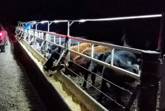 Nuevo sistema de iluminación para una mayor ganancia de peso en feedlot