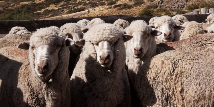 Argentina importará lana de Chile que aprovechará la industria textil de la Patagonia