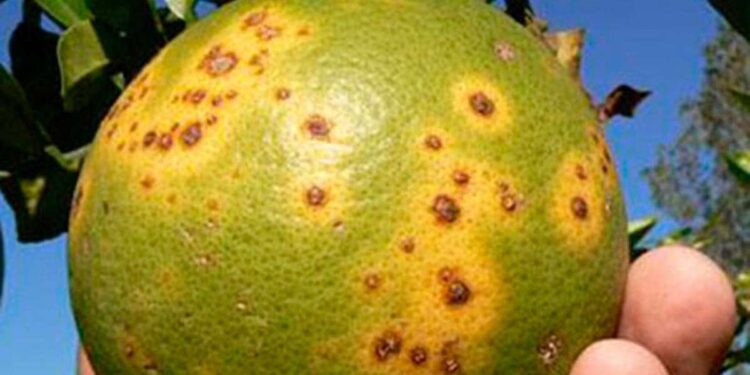 Cítricos: Científicos Tucumanos buscan combatir el HLB