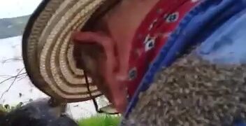 Invasión de mosquitos en los campos