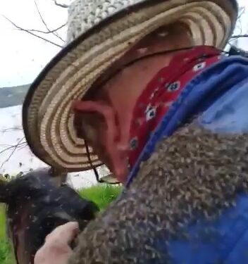 Invasión de mosquitos en los campos