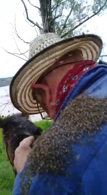 Invasión de mosquitos en los campos