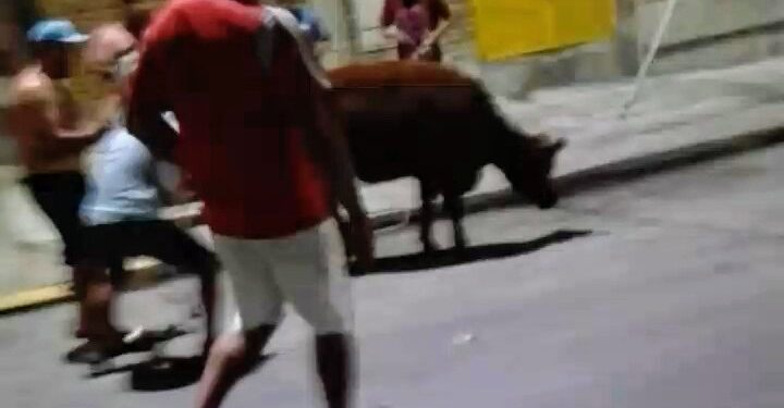 Maltrato animal: robaron una vaquillona de un camión y la faenaron en plena calle