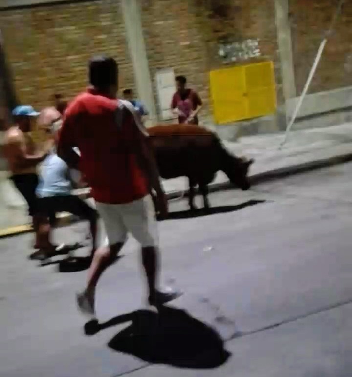 Maltrato animal: robaron una vaquillona de un camión y la faenaron en plena calle