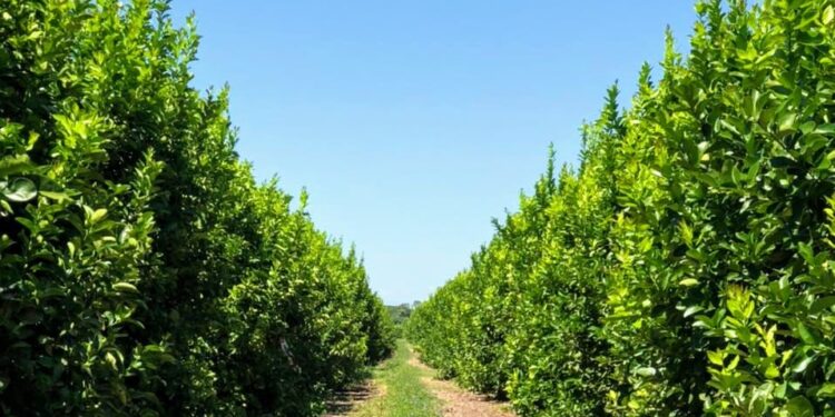 Avanzan los controles de citrus para reabrir la exportación a la Unión Europea