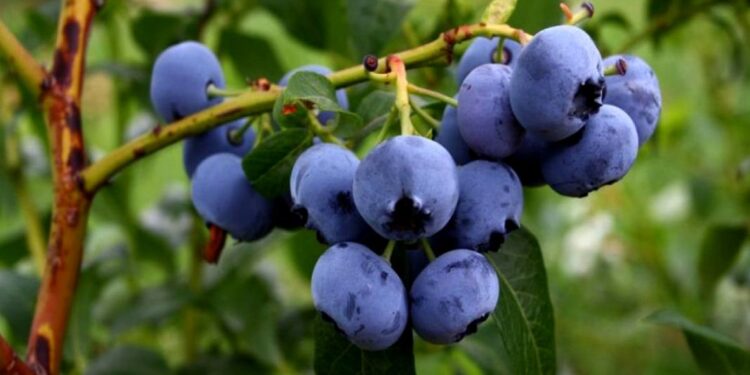 Continúa la exportación de arándanos a Estados Unidos.