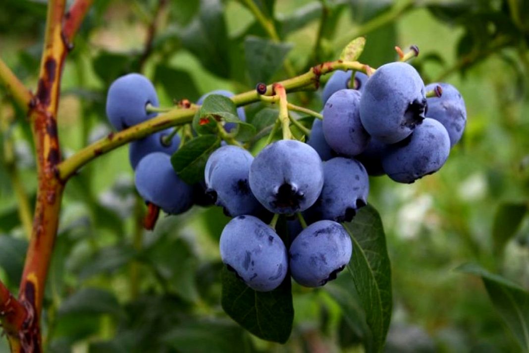 Continúa la exportación de arándanos a Estados Unidos.