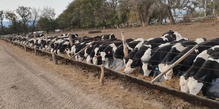 Situación actual de la ganadería en Tucumán