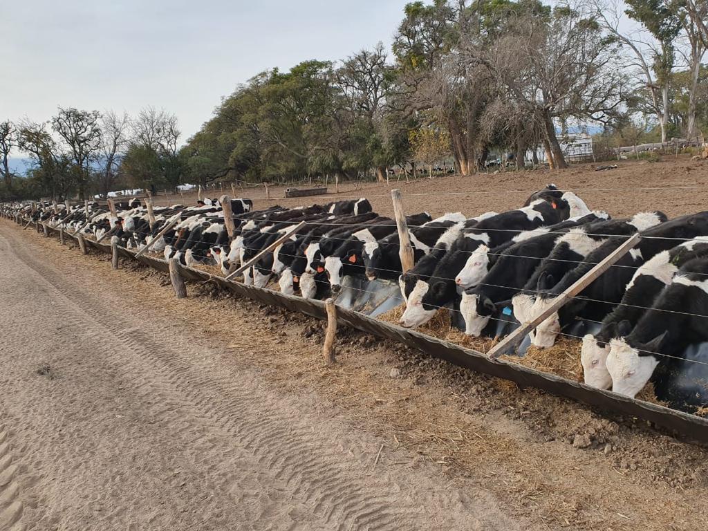 Situación actual de la ganadería en Tucumán