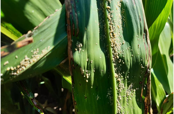 Alerta por una Plaga en sorgo. Recomendaciones para su control