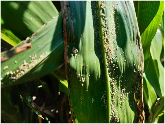 Alerta por una Plaga en sorgo. Recomendaciones para su control