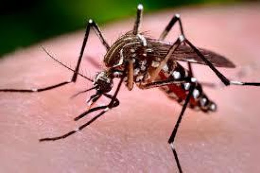 La técnica del insecto estéril, busca reducir las poblaciones del mosquito transmisor del dengue