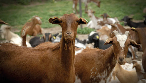 Consulta pública para el sistema de vigilancia de enfermedades animales del SENASA