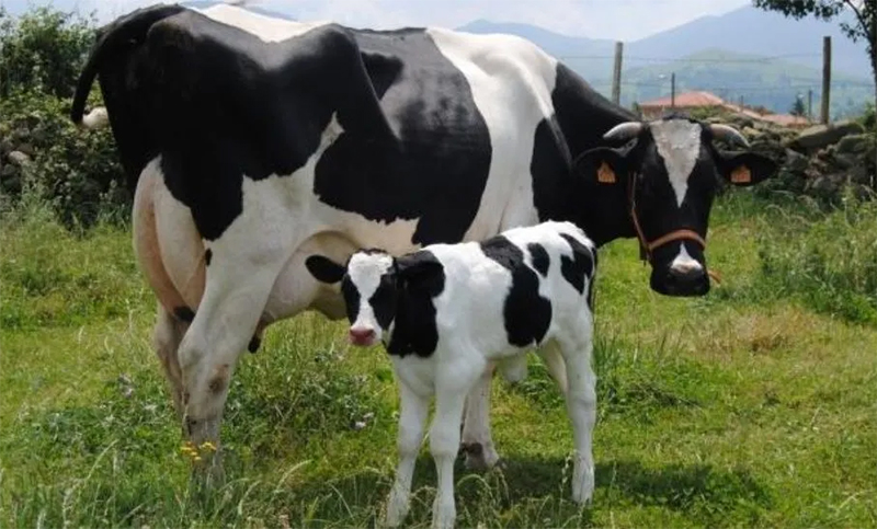 Brucelosis bovina: Nuevo plan para su control y erradicación