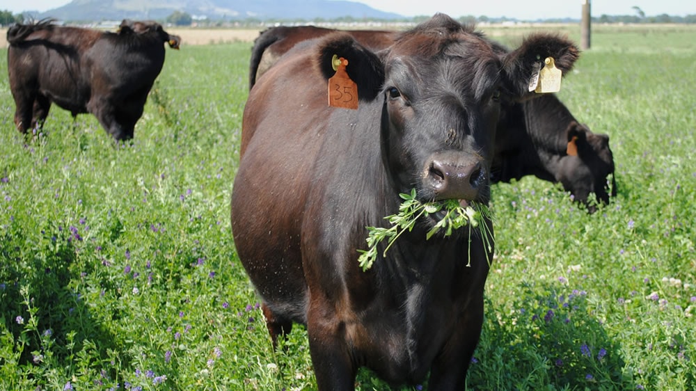 Consejos para el pastoreo en alfalfa