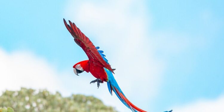 Medio ambiente: 170 años después volvieron a volar en su hábitat natural