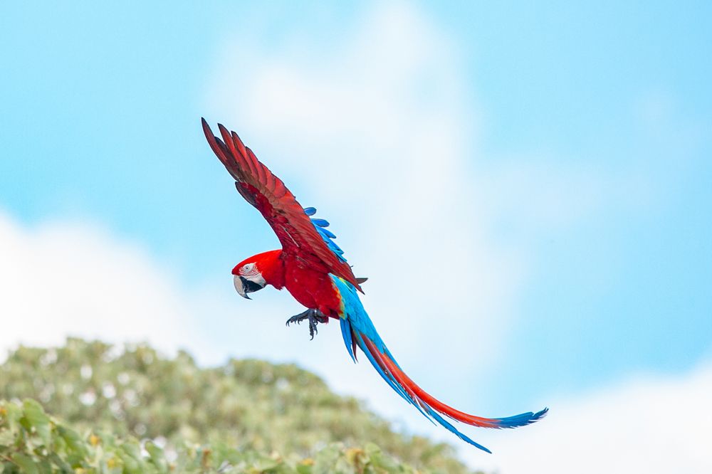 Medio ambiente: 170 años después volvieron a volar en su hábitat natural