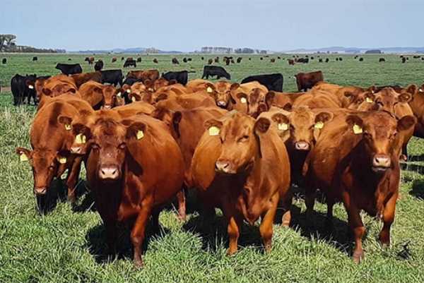Los países productores de carne a nivel mundial entran en fase de retención
