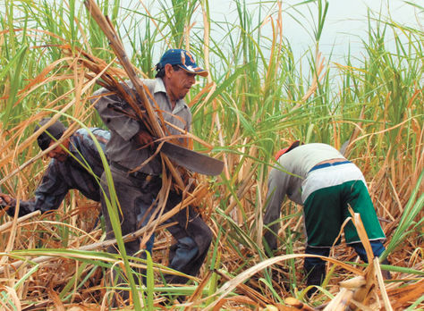 Aseguran que las plantas productoras de biocombustibles y miles de puestos de trabajo se perderán de no prorrogarse la ley