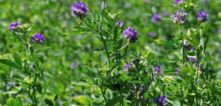 El INTA brindó los «Alfatips» para una siembra de alfalfa eficiente