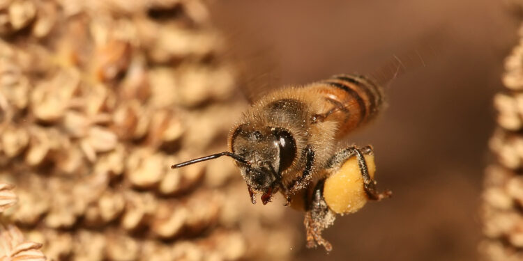 Mediante cámaras dentro una colmena captaron comportamientos inéditos de las abejas melíferas