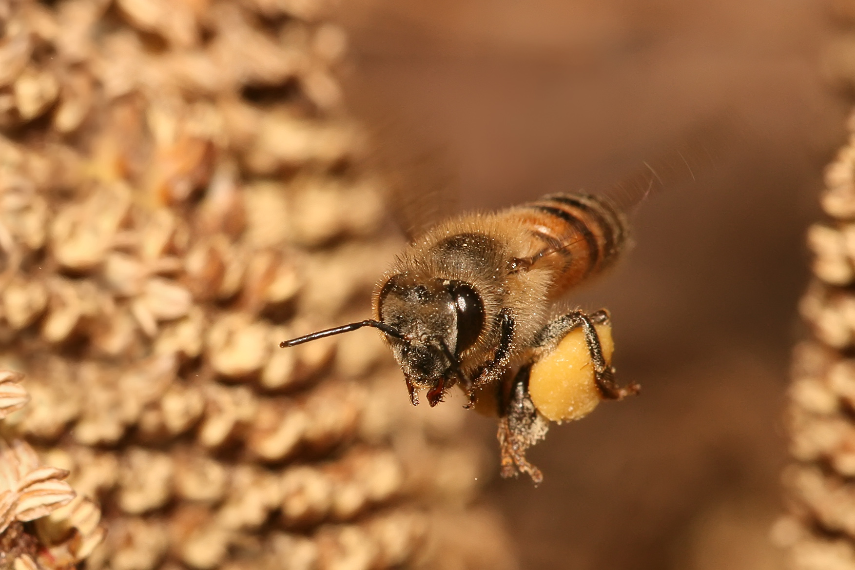 Mediante cámaras dentro una colmena captaron comportamientos inéditos de las abejas melíferas