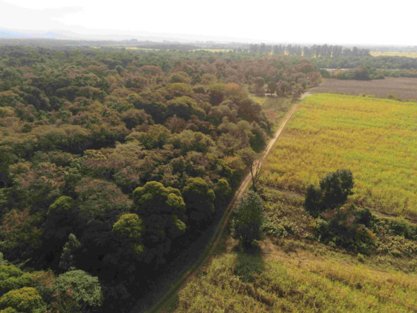 Protección de bosques: Producir conservando la naturaleza es posible