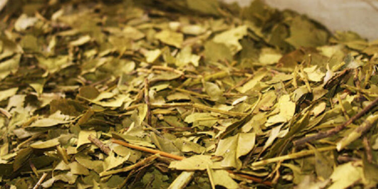 Argentina, el primer país exportador de yerba mate a la India