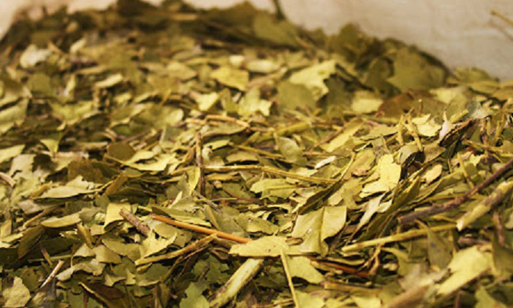 Argentina, el primer país exportador de yerba mate a la India