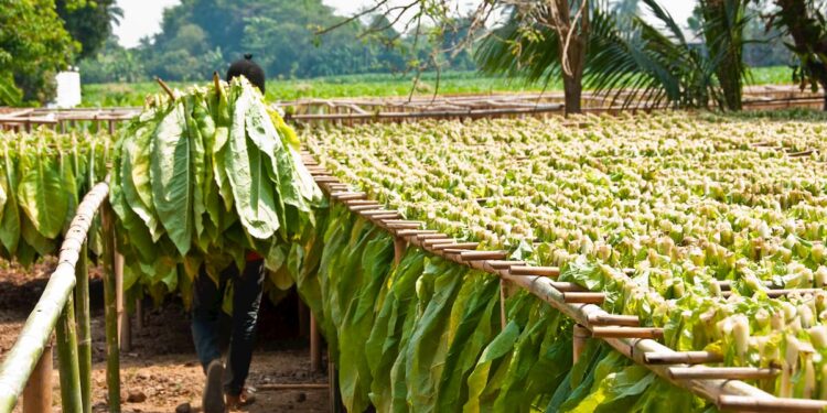 La Caja Verde se abonará a partir del 12 de marzo
