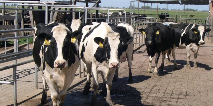 Aumenta la producción de leche y las exportaciones pero el productor con lo que recibe no llega ni a cubrir los costos