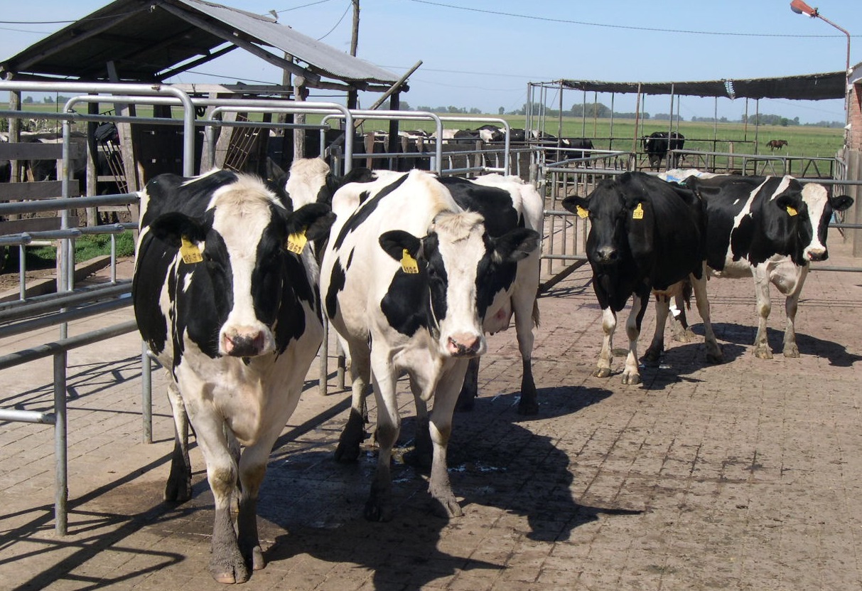 Aumenta la producción de leche y las exportaciones pero el productor con lo que recibe no llega ni a cubrir los costos