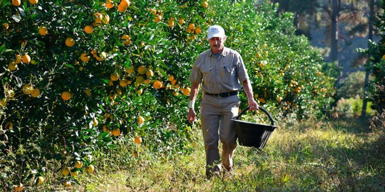 En el campo falta la mano obra porque «si trabajan, dejan de cobrar el plan social»