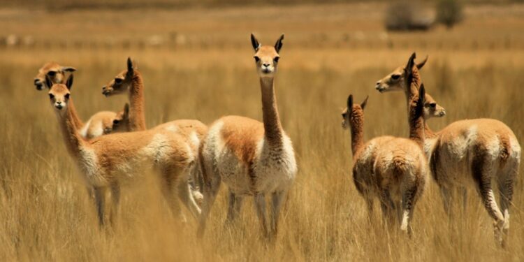 La esquila de vicuñas en Catamarca cosechó mas de 800 kilos de fibra