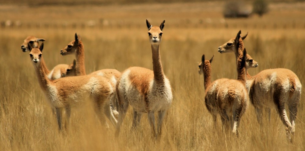 La esquila de vicuñas en Catamarca cosechó mas de 800 kilos de fibra