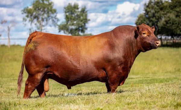 Se reabre el mercado para exportar bovinos reproductores y para engorde a Uruguay