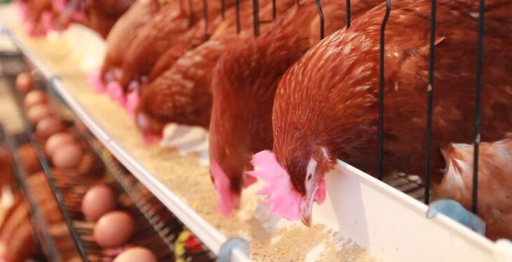 Crisis avícola: El precio del huevo disminuye mientras aumentan los costos de producción