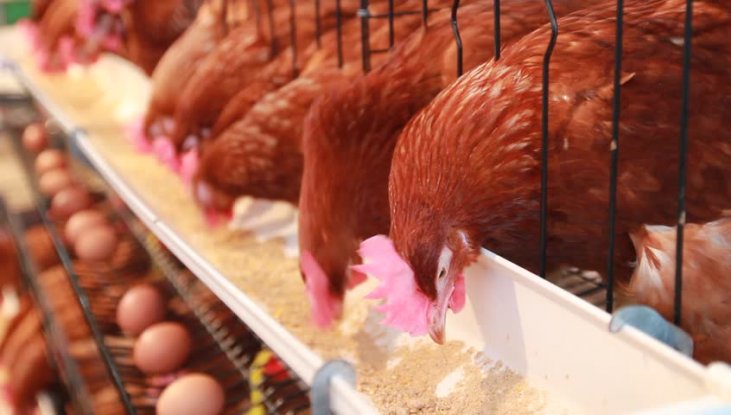 Crisis avícola: El precio del huevo disminuye mientras aumentan los costos de producción