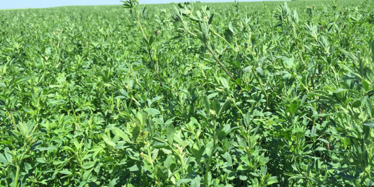 Por la creciente demanda, el INTA organiza capacitaciones en Raigrass, Alfalfa y Festuca