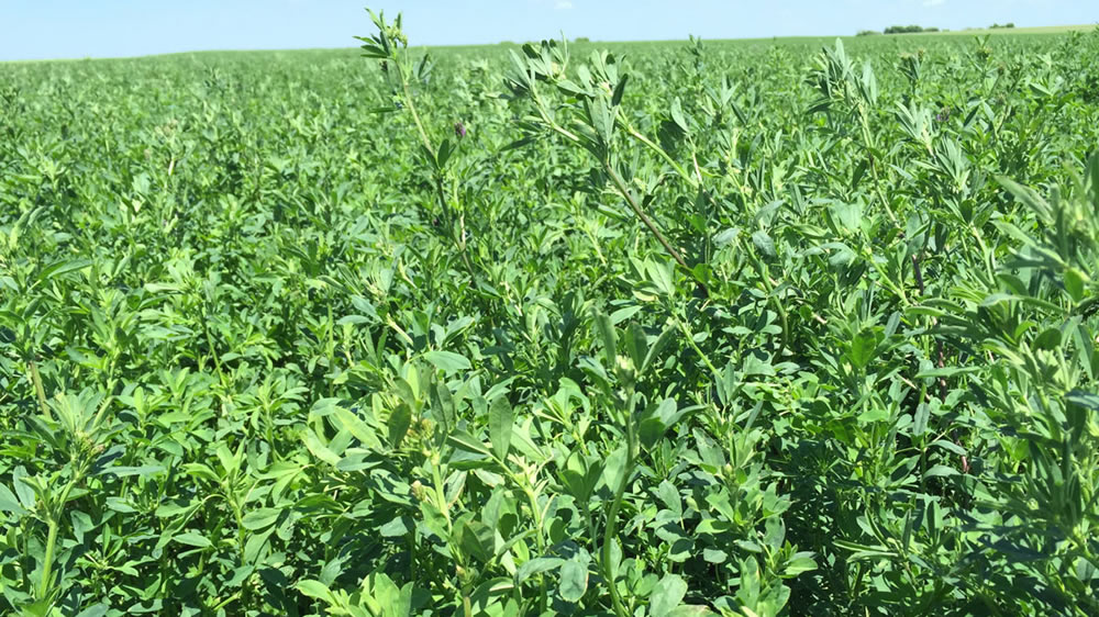 Por la creciente demanda, el INTA organiza capacitaciones en Raigrass, Alfalfa y Festuca