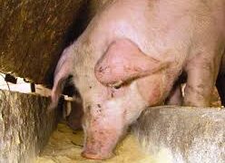 El temor por la propagación de la fiebre porcina africana hizo caer los precios de la harina de soja