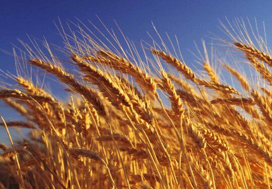 ¿Se vendrá una nueva intervención para el trigo?